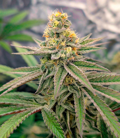 Super Boof fem (Barney's Farm) семена конопли — изображение 3