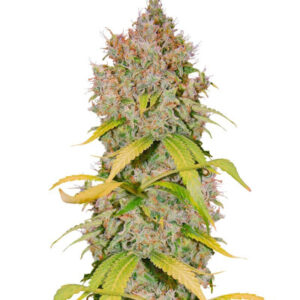 Super Lemon Haze x GMO fem (GHS) семена конопли