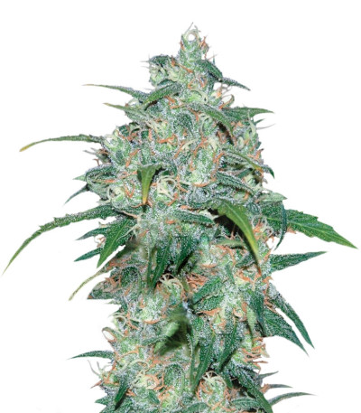 Sativa Pure Origin Collection 8 fem (World of Seeds) семена конопли — изображение 5