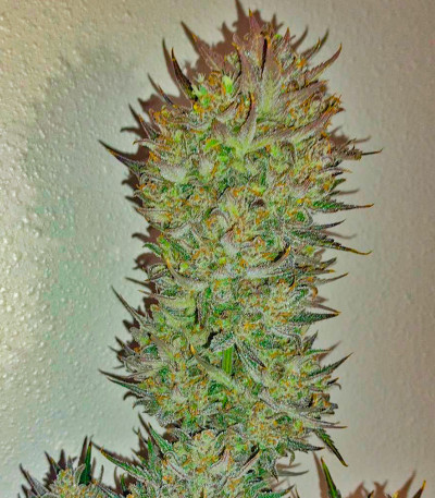 Z-Up Auto fem (FastBuds) семена конопли — изображение 5