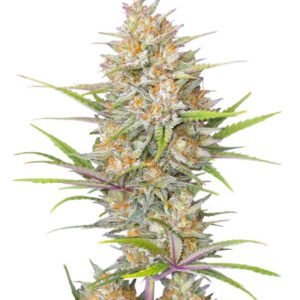 Z-Up Auto fem (FastBuds) семена конопли