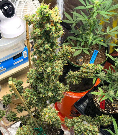Zkittlez Auto fem (FastBuds) семена конопли — изображение 3