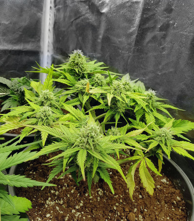 Zkittlez Auto fem (FastBuds) семена конопли — изображение 4