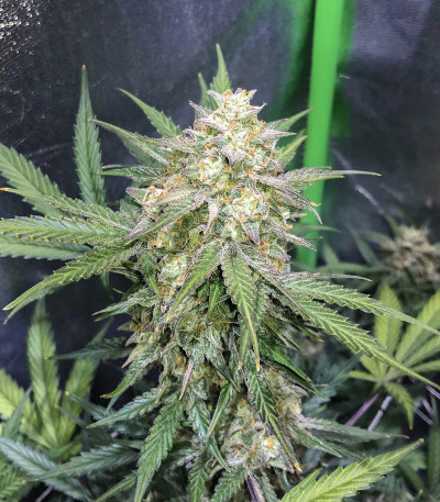 Zkittlez Auto fem (FastBuds) семена конопли — изображение 5