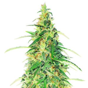 Apple Betty Auto fem (Herbies Seeds) семена конопли