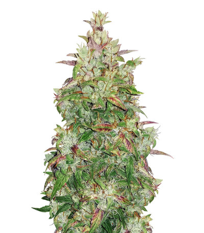 Sativa Mix fem (Herbies Seeds) семена конопли — изображение 5