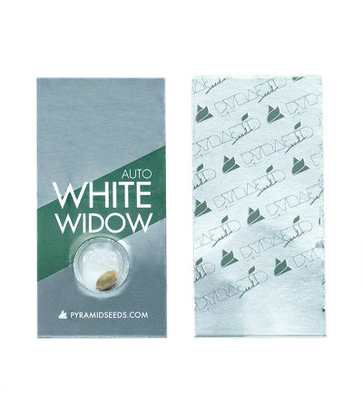 Auto White Widow fem (Pyramid Seeds) семена конопли — изображение 2