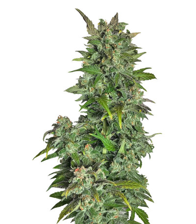 Sativa Mix fem (Herbies Seeds) семена конопли — изображение 4