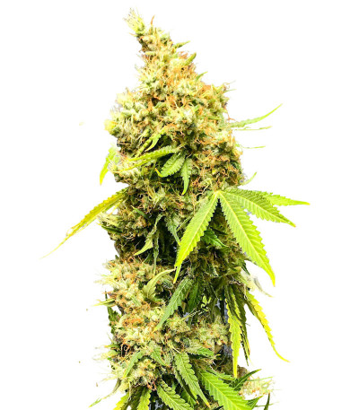 Royal Runtz fem (RQS) семена конопли