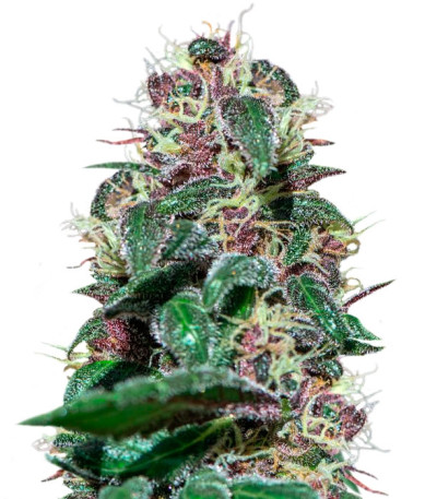 Ayahuasca Purple fem (Barney's Farm) семена конопли
