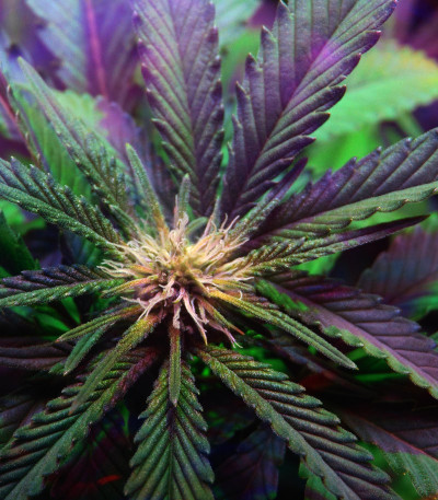Ayahuasca Purple fem (Barney's Farm) семена конопли — изображение 5