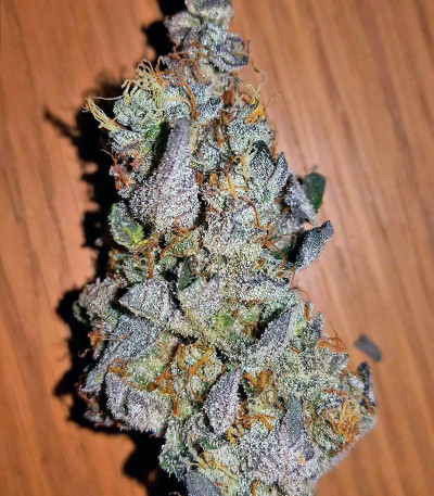 Ayahuasca Purple fem (Barney's Farm) семена конопли — изображение 3