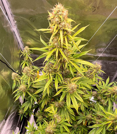 CBD Lemon Auto fem (Herbies Seeds) семена конопли — изображение 5