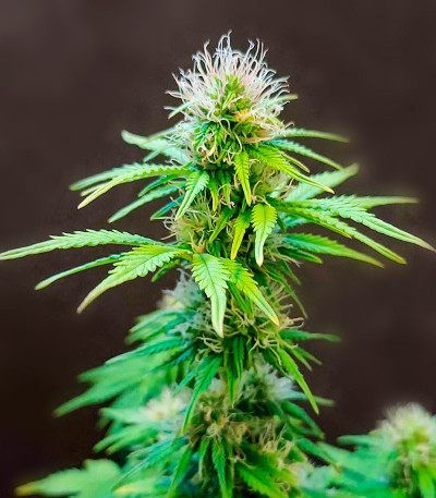 CBD Lemon Auto fem (Herbies Seeds) семена конопли — изображение 7