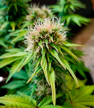 CBD Lemon Auto fem (Herbies Seeds) семена конопли — изображение 6