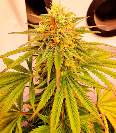 Frosted Guava fem (Original Sensible Seeds) семена конопли — изображение 3