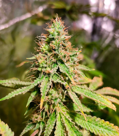 Frosted Guava fem (Original Sensible Seeds) семена конопли — изображение 4