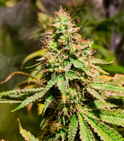 Frosted Guava fem (Original Sensible Seeds) семена конопли — изображение 5