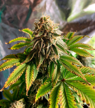 Frosted Guava fem (Original Sensible Seeds) семена конопли — изображение 6