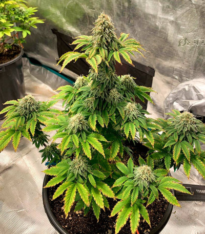 Frosted Guava fem (Original Sensible Seeds) семена конопли — изображение 7