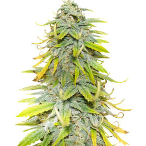Northern Lights fem (Herbies Seeds) семена конопли
