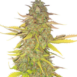 Acid Rain Autoflower (LSD) fem (Easy Grow Seeds) семена конопли