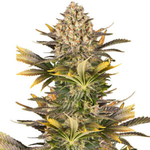 Banana Punch fem (Barney's Farm) семена конопли