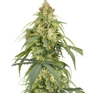 Auto CBD-Victory fem (Dutch Passion) семена конопли