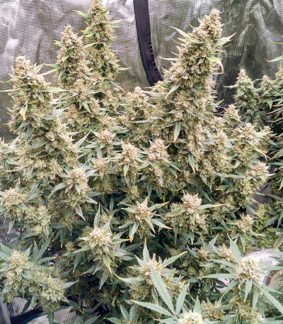 Blue Acid Auto fem (Kalashnikov Seeds) семена конопли — изображение 4
