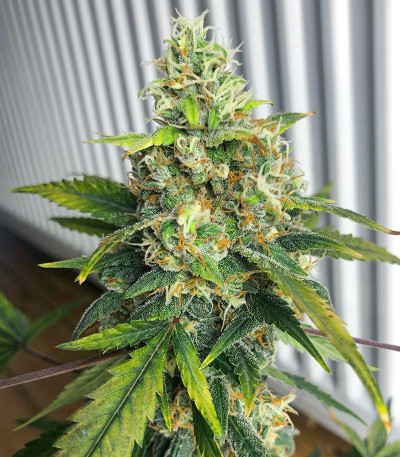 Blue Acid Auto fem (Kalashnikov Seeds) семена конопли — изображение 5