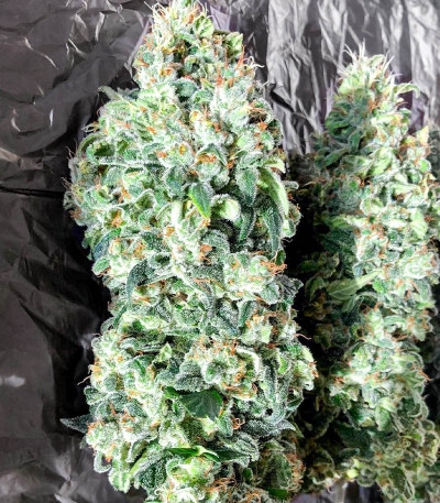 Blue Acid Auto fem (Kalashnikov Seeds) семена конопли — изображение 6
