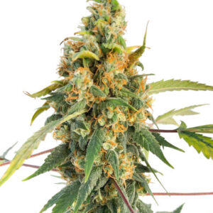 Blue Acid Auto fem (Kalashnikov Seeds) семена конопли