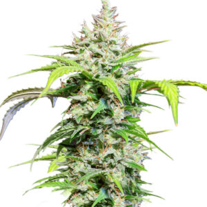 DC Cure 1:1 Auto CBD fem (Doctor's Choice) семена конопли
