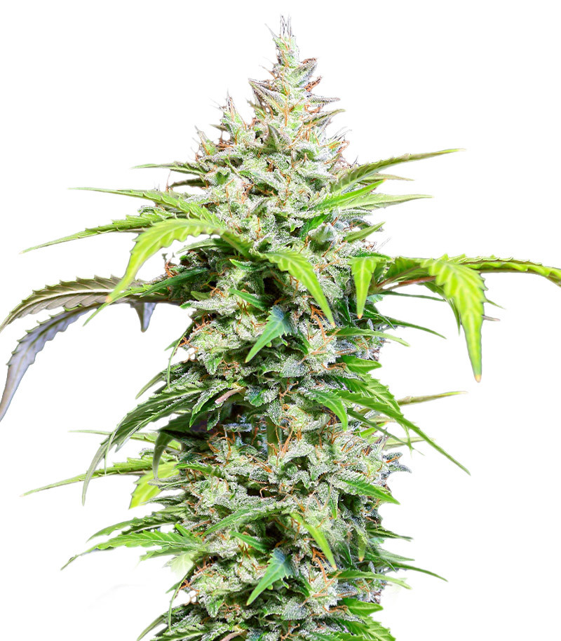 DC Cure 1:1 Auto CBD fem (Doctor's Choice) семена конопли