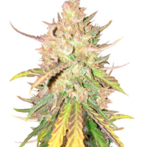 Sugar Candy fem (Delicious Seeds) семена конопли
