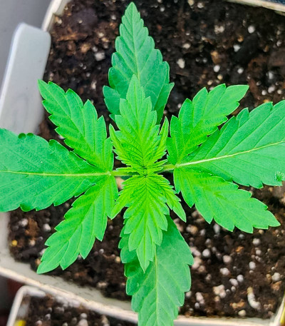 GMO Auto fem (Barney's Farm) семена конопли — изображение 3