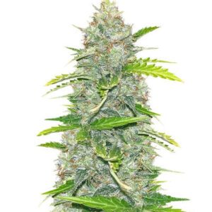 Blue Dream Autoflower fem (Seedkeepers) семена конопли