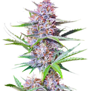 Bruce Banner Autoflower fem (Seedkeepers) семена конопли