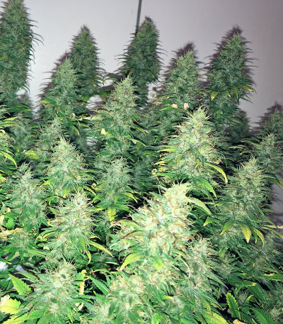 Dream Machine fem (Heavyweight Seeds) семена конопли — изображение 4