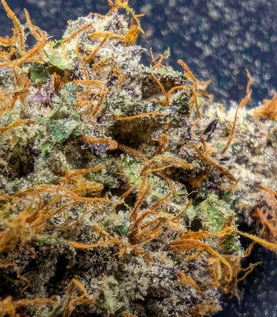 Ghost Chem OG Autoflower fem (Seedkeepers) семена конопли — изображение 8