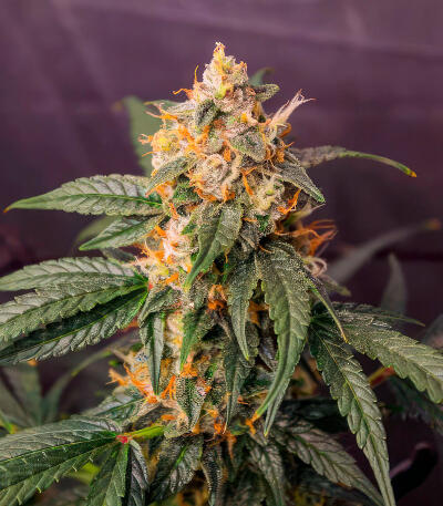 Ghost Chem OG Autoflower fem (Seedkeepers) семена конопли — изображение 4
