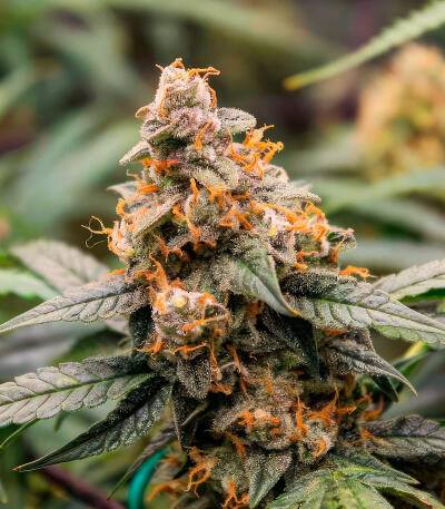 Ghost Chem OG Autoflower fem (Seedkeepers) семена конопли — изображение 5