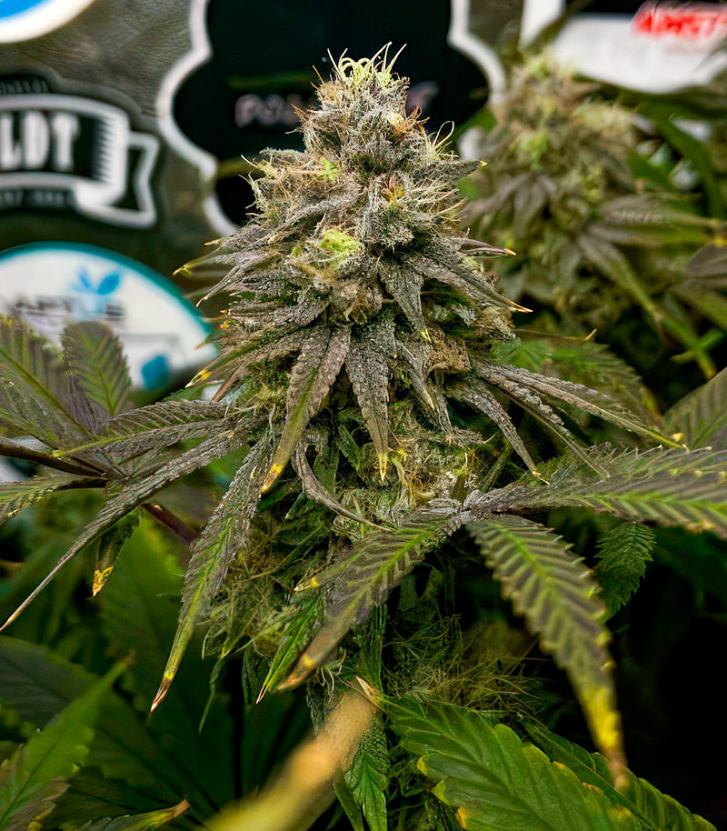 Jealousy Kush fem (Seedkeepers) семена конопли — изображение 3