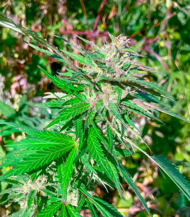 Jealousy Kush fem (Seedkeepers) семена конопли — изображение 4