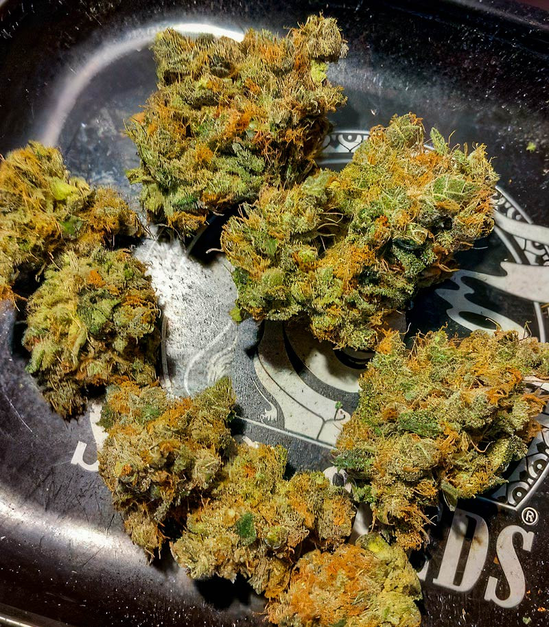 Jealousy Kush fem (Seedkeepers) семена конопли — изображение 5