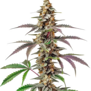 Purple Punch F1 fem (Seedkeepers) семена конопли
