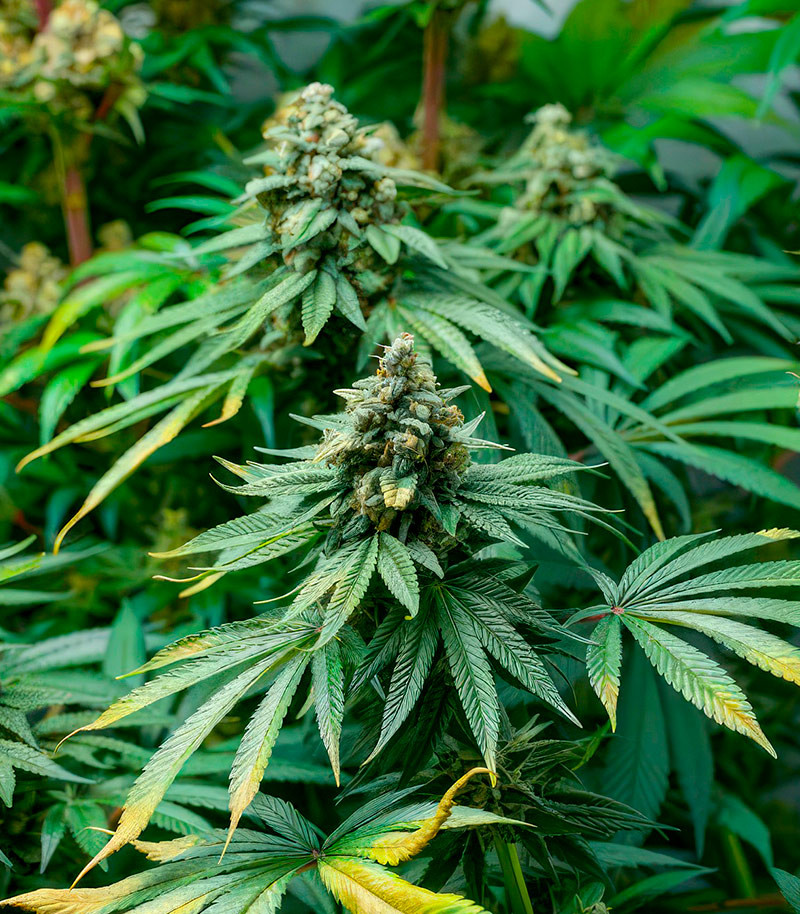 RudeBoi OG F1 fem (Seedkeepers) семена конопли — изображение 4
