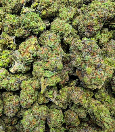 RudeBoi OG F1 fem (Seedkeepers) семена конопли — изображение 5