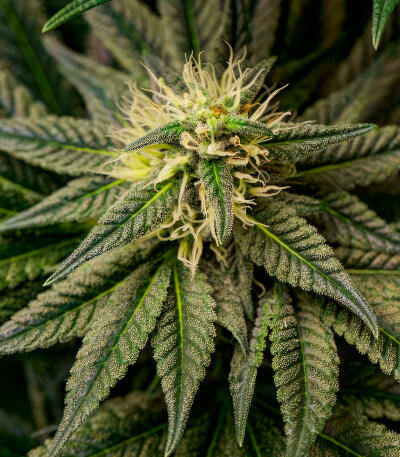 RudeBoi OG F1 fem (Seedkeepers) семена конопли — изображение 7