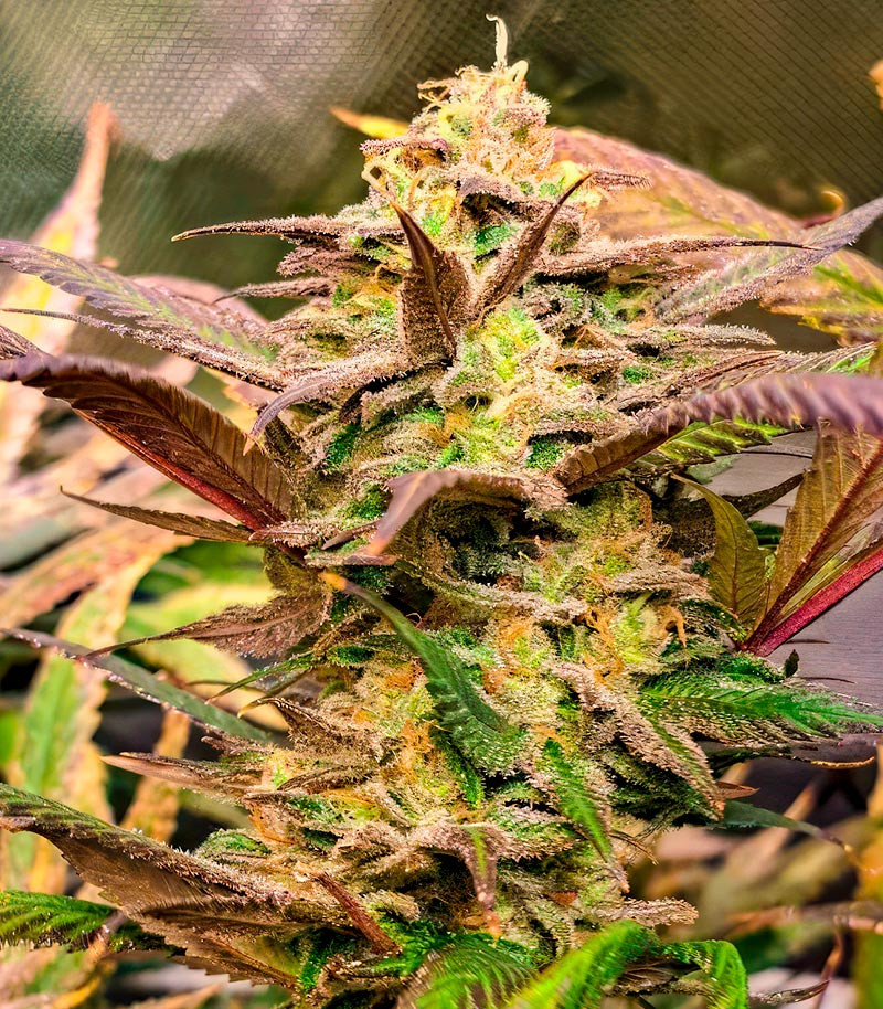 Trainwreck Fast Version fem (Seedkeepers) семена конопли — изображение 3